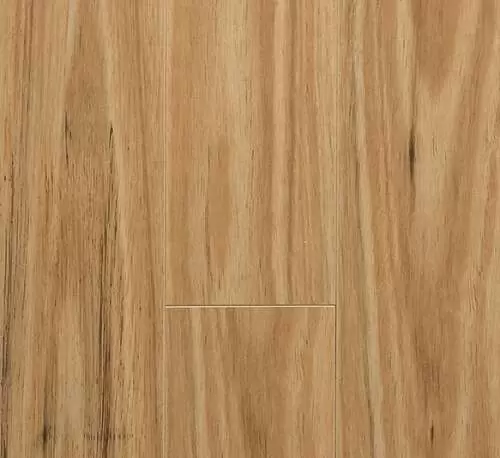 Blackbutt