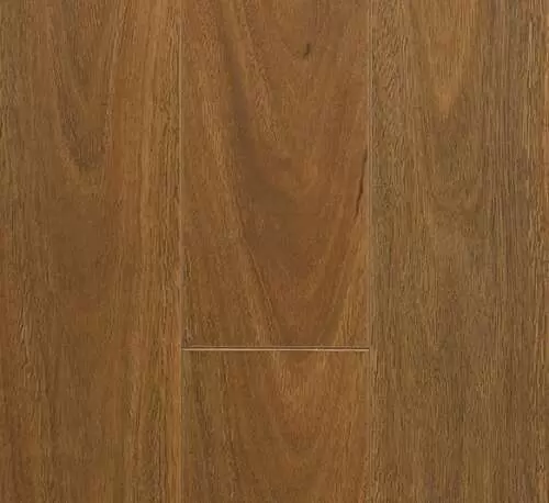 Spotted Gum