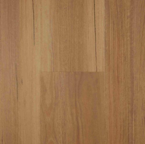 Spotted Gum
