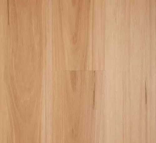 Blackbutt